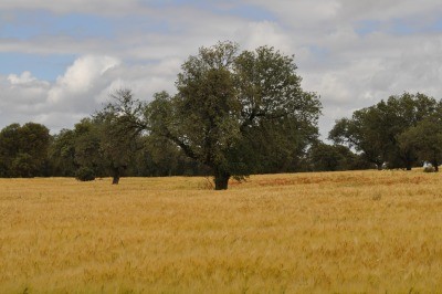 El potencial de mitigaci&oacute;n anual de la agricultur