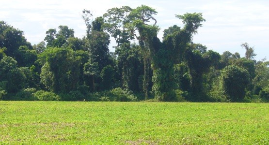 Iniciativa 4 por 1.000: c&oacute;mo hacer de la agricult