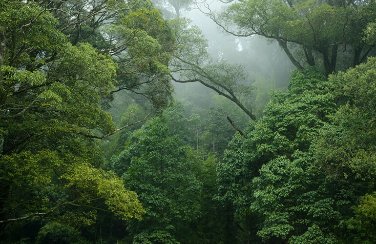IMPORTANCIA DE LOS BOSQUES FRENTE AL CAMBIO CLIM&Aacute;