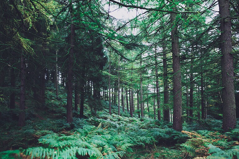 GESTION SOSTENIBLE DE BOSQUES. UNA PR&Aacute;CTICA DONDE