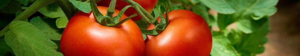 C&oacute;mo mejorar los cultivos ante el cambio clim&aacute;ti