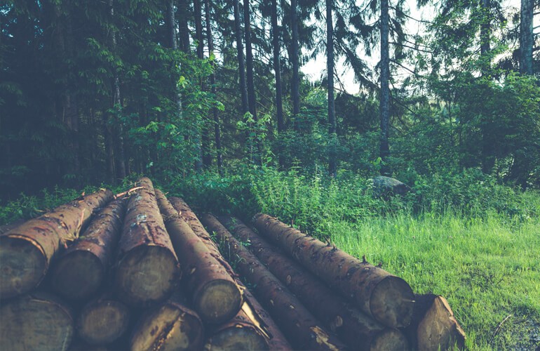 LA MADERA CERTIFICADA GARANTIZA LA GESTI&Oacute;N SOSTEN