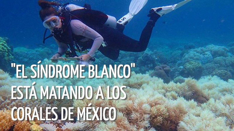 El s&iacute;ndrome blanco: la terrible enfermedad que es