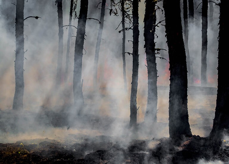 EL SUELO: EL GRAN PERJUDICADO TRAS LOS INCENDIOS